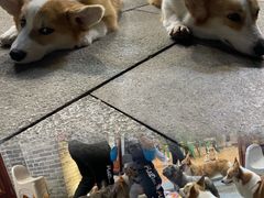 -柯斗斗主题餐厅·狗咖·围炉煮茶·茶饮(国瑞升平里店)