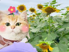 -荷兰花海