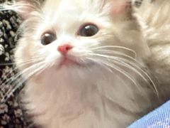-momokira米努特·德文卷毛猫·棉花面纱犬