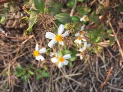 -北海金海湾红树林生态旅游区