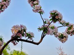 -海棠花溪(元大都城垣遗址公园)