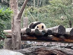 -都江堰中华大熊猫苑
