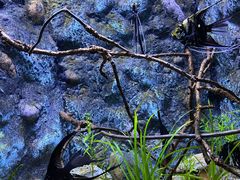 -上海海洋水族馆