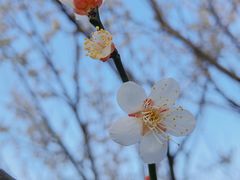 -香雪海