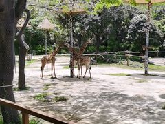 -深圳野生动物园