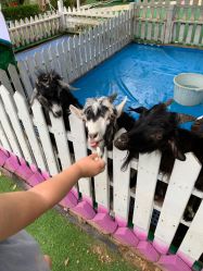 -萌宠亲子动物乐园(槐房万达店)