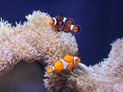 -西雅图水族馆