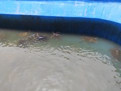 -广东惠东海龟国家级自然保护区