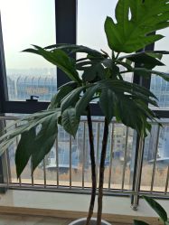 -HEYAN荷妍专业脱毛连锁机构