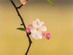 -海棠花溪(元大都城垣遗址公园)