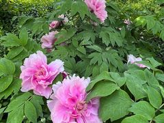 -国家植物园南园