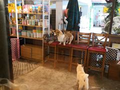 大堂-more than meow吴止猫主题餐厅(承德 中船汇店)