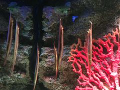 -暹罗海洋世界