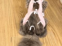 -纳吉亚猫专科动物医院博雅分院