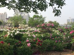 -曹州百花园