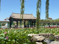 -莲花池公园