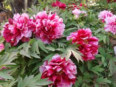 -莲花池公园