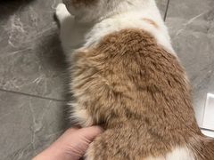 -艾贝尔宠物医院·狂犬免疫点(江山金象城店)