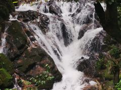 -莫里热带雨林景区