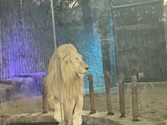 -清迈夜间动物园