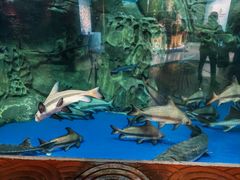 -上海海洋水族馆