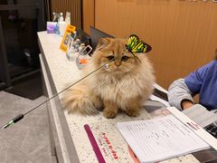 -半岛宠物医院24小时·内窥镜·牙科·碎石中心(府城大道店)