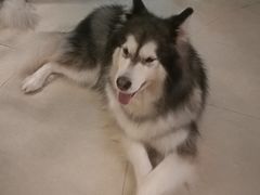 -more than meow吴止猫主题餐厅(承德 中船汇店)