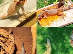 -灵玲国际马戏城