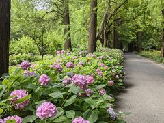 -上海滨江森林公园
