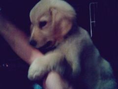 android_upload_pic-Strawberry Butterfly草莓蝴蝶日式水果挞