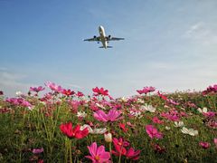 -空港花田景区