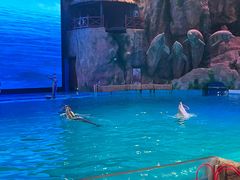 -芜湖新华联大白鲸海洋公园