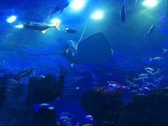 -芜湖新华联大白鲸海洋公园