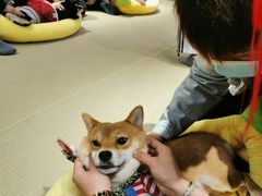 -逗柴咖啡屋·狗咖猫咖宠物桌游