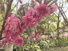 -金鸡湖桃花岛