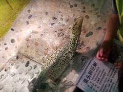 -上海大自然野生昆虫馆(东方明珠·爬宠昆虫探索中心)