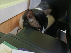 -瑞鹏宠物医院·夜间急症·心超·猫科(祖庙分店)
