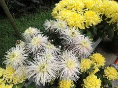 -洪湖生态旅游区