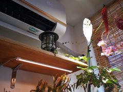 -吉丁鸟咖·异宠·寄养
