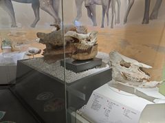 -国家自然博物馆