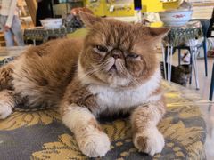 -平行世界·猫咖(首经贸店)