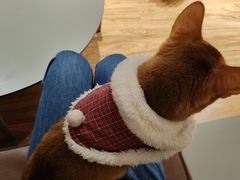 -MOCHA明星猫咖(田子坊店)