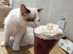 -藏猫猫咖啡主题馆(中央大道店)