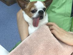 -美联众合动物医院·24h转诊中心