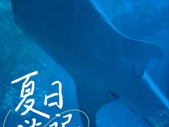 -烟台海昌鲸鲨海洋公园