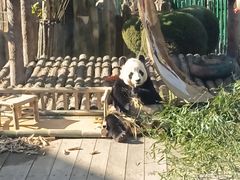 -大连森林动物园