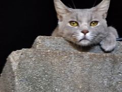 -猫岛主趣味餐厅(鼓浪屿店)