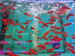 -青石桥花鸟鱼虫市场(叠翠城店)