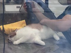 -柚子宠物(伊珊娜调理店)
