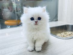 -飞行喵MR PILOT|猫舍·猫咖(静安大融城店)